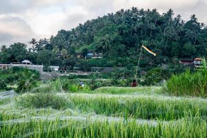 Lush green rice fields with spider webs in Bali, Indonesia, surrounded by tropical trees and village buildings.