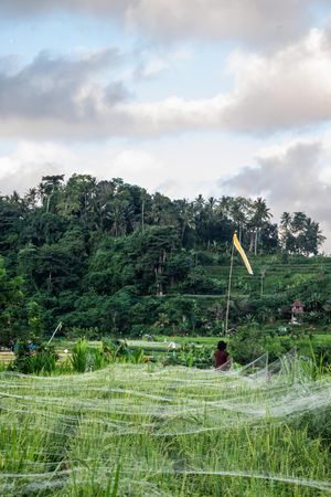 Lush green rice terraces with protective netting and a yellow flag, surrounded by tropical forest in Bali, Indonesia.