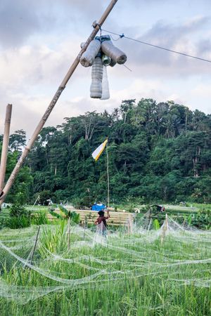 Rice field with fishing nets and bamboo poles against lush green hillside at dusk.
