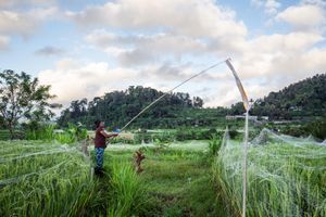 Farmer using a long pole tool in lush green rice fields with misty hills and cloudy sky in rural Asia.