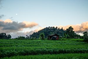 Lush green rice field with small hut, forested hill and moonlit cloudy sky at dusk in tropical setting.