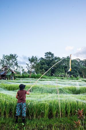 Child holding a long pole with flags over lush green rice fields in Bali, Indonesia, under a clear blue sky.