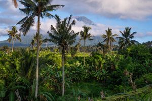 Lush tropical landscape with tall palm trees and dense greenery framing a misty volcanic mountain.