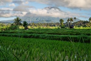 Lush green rice fields with tall palm trees and a volcanic mountain peak shrouded in clouds in Bali, Indonesia.