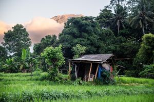 A rustic wooden hut surrounded by lush tropical greenery and rice fields at dusk in Southeast Asia.