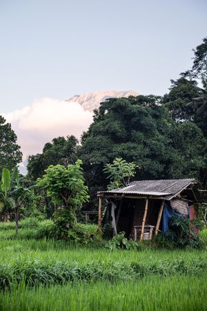 Rustic wooden hut surrounded by lush green rice fields and tropical trees with a volcanic mountain in the background.