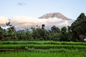 Lush green rice fields with tropical trees and a majestic volcano rising above clouds in the background.