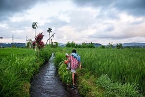 Hiker with backpack walking along a narrow stream through lush green rice fields under a cloudy sky.