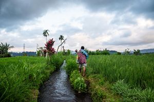 A farmer walks along a narrow irrigation canal through vibrant green rice paddies under a cloudy sky.