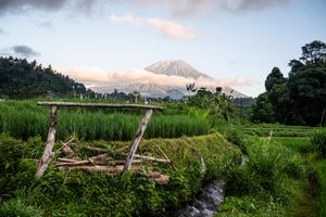 Lush green rice fields with a rustic wooden bridge and a majestic volcanic mountain in the background at sunset.