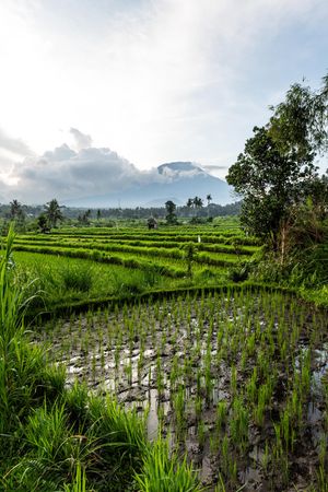 Lush green rice terraces with water reflections, tropical trees, and a misty mountain backdrop under a cloudy sky.
