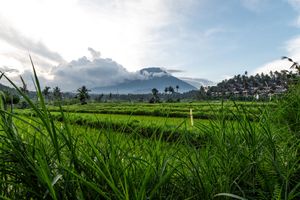 Lush green rice fields with tropical mountain and cloudy sky in scenic Bali landscape photography.