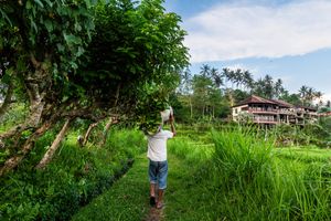A man walks along a lush green rice field path toward a tropical villa surrounded by palm trees in Bali.
