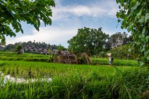 Lush green rice paddies with a traditional village and large trees under a partly cloudy sky in Bali, Indonesia.