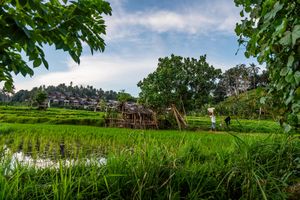 Lush green rice paddy fields with traditional bamboo huts and trees under a partly cloudy sky in Bali.