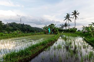 Flooded rice terraces reflecting cloudy sky with palm trees and a colorful flag in tropical Bali landscape.