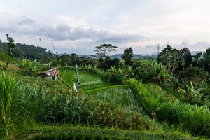 Lush green rice terraces with a small hut and tropical trees under a cloudy sky in Bali, Indonesia.