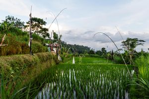 Scenic Balinese rice paddies with curved bamboo poles, a small shelter, and reflective water under a cloudy sky.