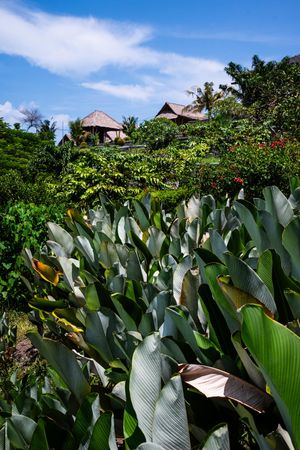 Lush tropical banana plants and dense greenery surround traditional thatched-roof villas under a blue sky in Bali.