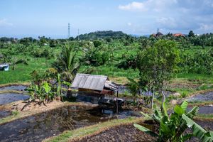 Aerial view of lush green rice paddies with a small wooden hut surrounded by tropical vegetation in Bali, Indonesia.