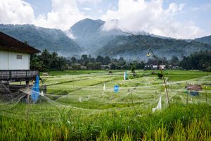 Lush green rice fields with spider web nets under cloudy mountain skies in rural Southeast Asia.