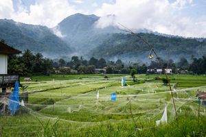 Lush green rice fields with nets and flags, set against misty mountains and a cloudy sky in rural Southeast Asia.