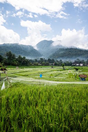 Lush green rice fields with protective netting, misty mountains, and cloudy blue sky in a tropical Asian landscape.