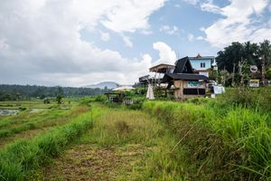 Lush green rice fields with rustic buildings and palm trees under a partly cloudy sky in a tropical village setting.