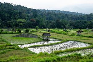 Lush green rice paddies with a small hut reflect in flooded fields, backed by dense tropical forest hills.