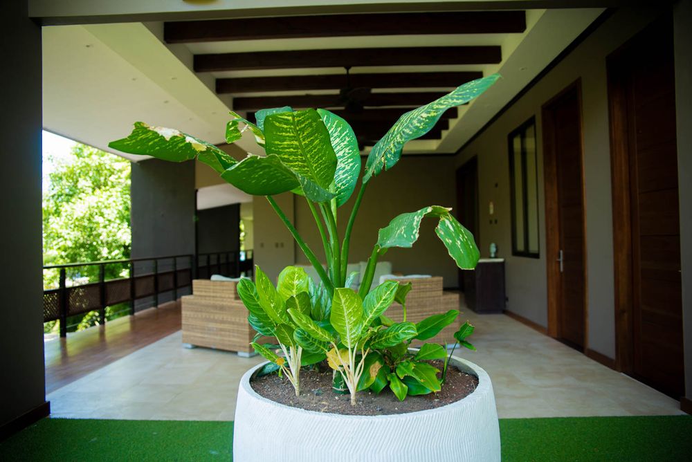 Large tropical plant in white pot on covered patio with wooden accents and lush greenery.