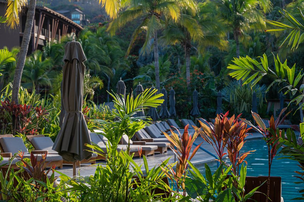 Tropical resort pool surrounded by lush palm trees, lounge chairs, and colorful plants in a serene garden setting.