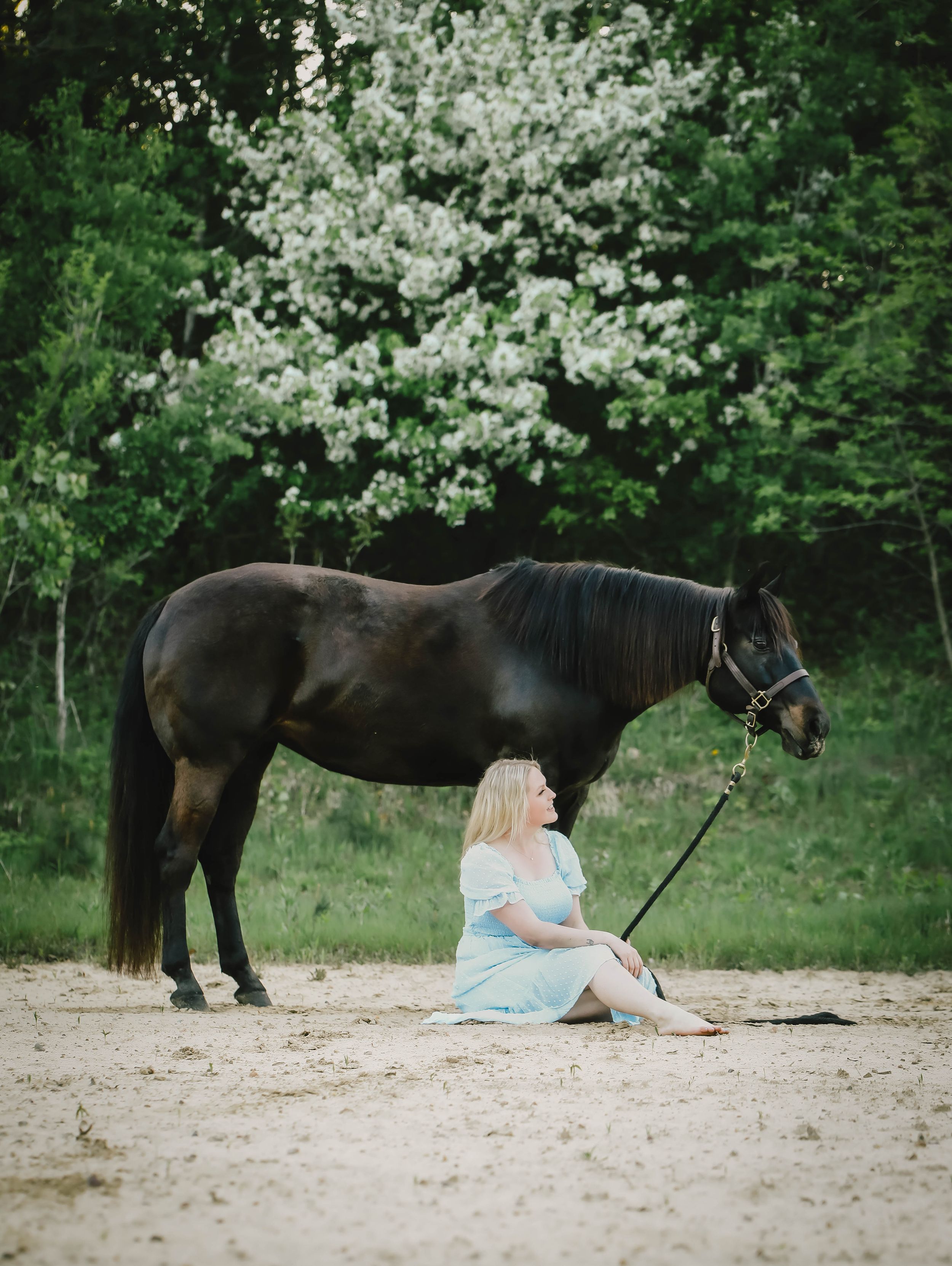 A peaceful scene of a person sitting beside a black horse under blooming white spring trees.