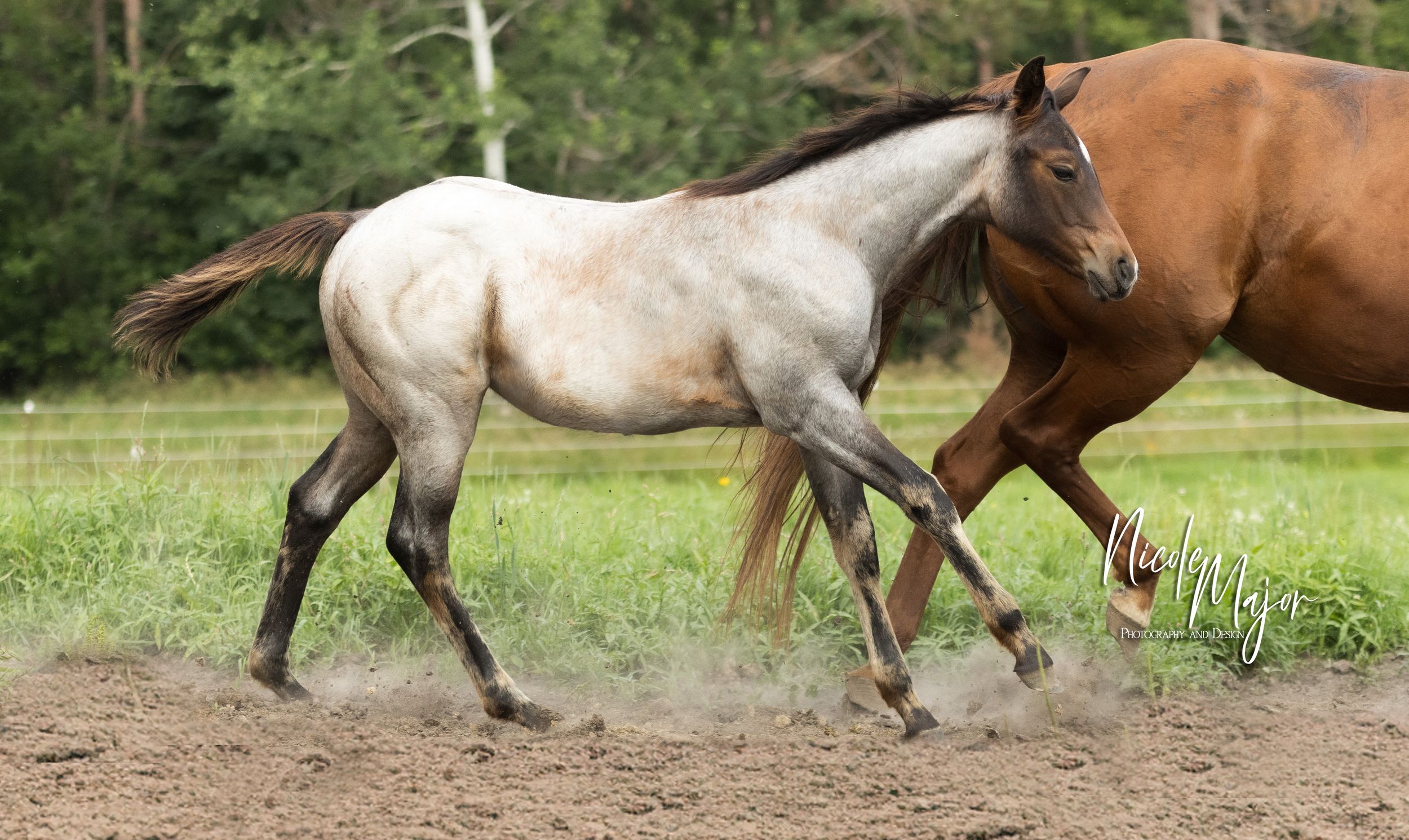 Two horses galloping through a grassy field with one white and one brown horse kicking up dust.