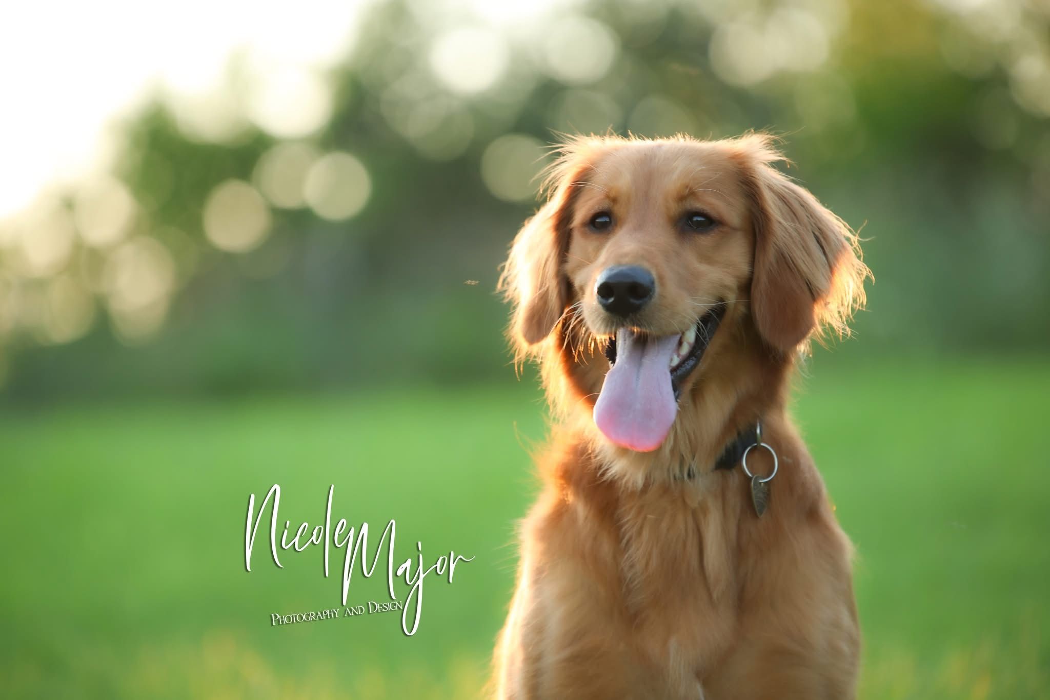 A happy golden retriever dog smiling at the camera with a blurred green background.
