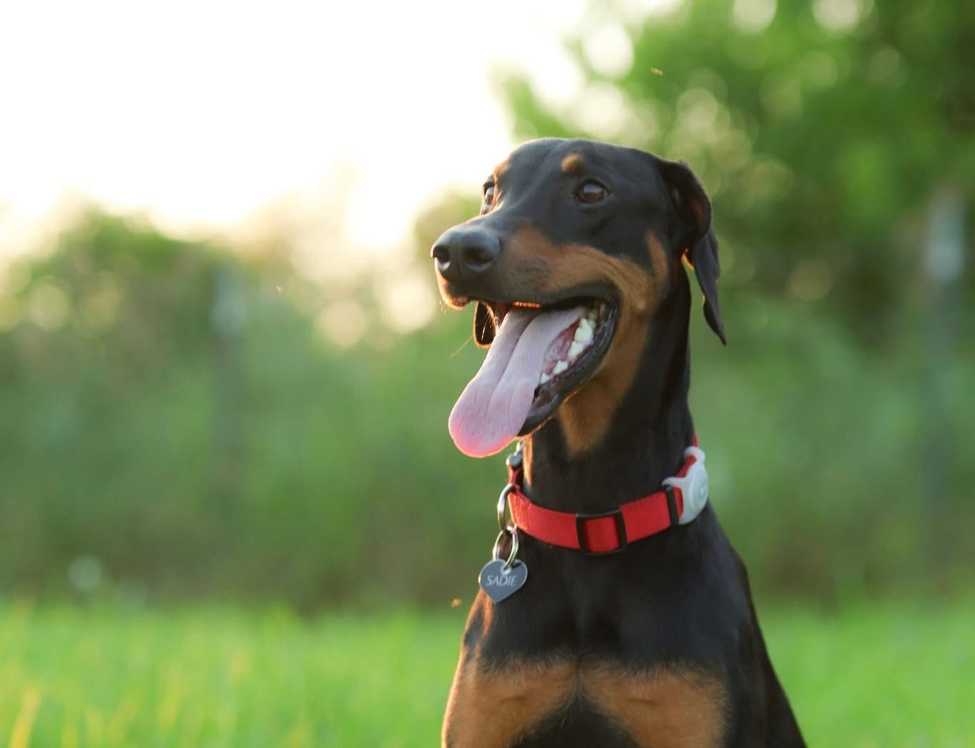A black and tan doberman with tongue out against a soft bokeh background.