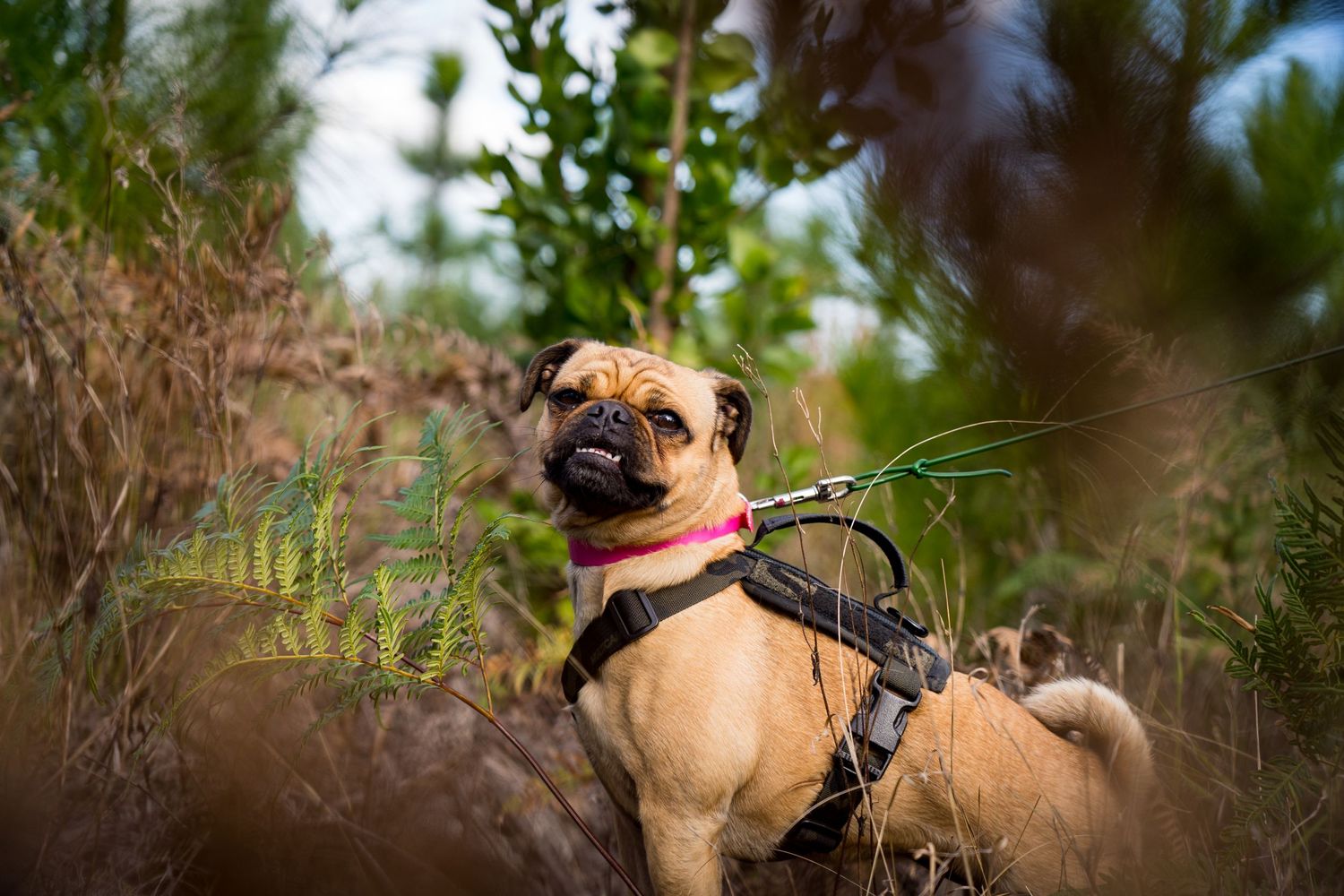 Pug