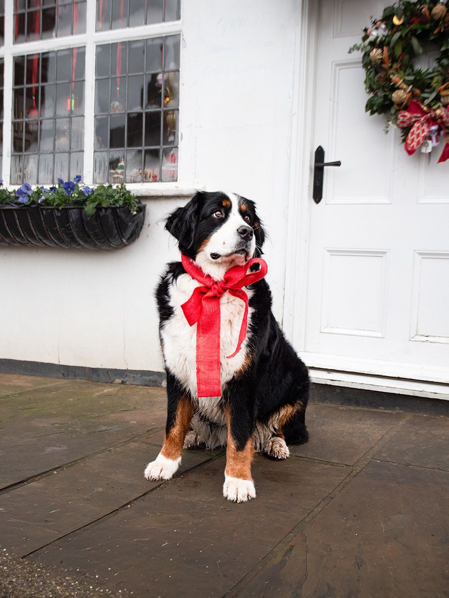Bernese Mountain Dog, photographed by Claire Lumley of Allsceneimages Photography in Lavenham, Suffolk, Christmas time. Blue Vintage Tearoom