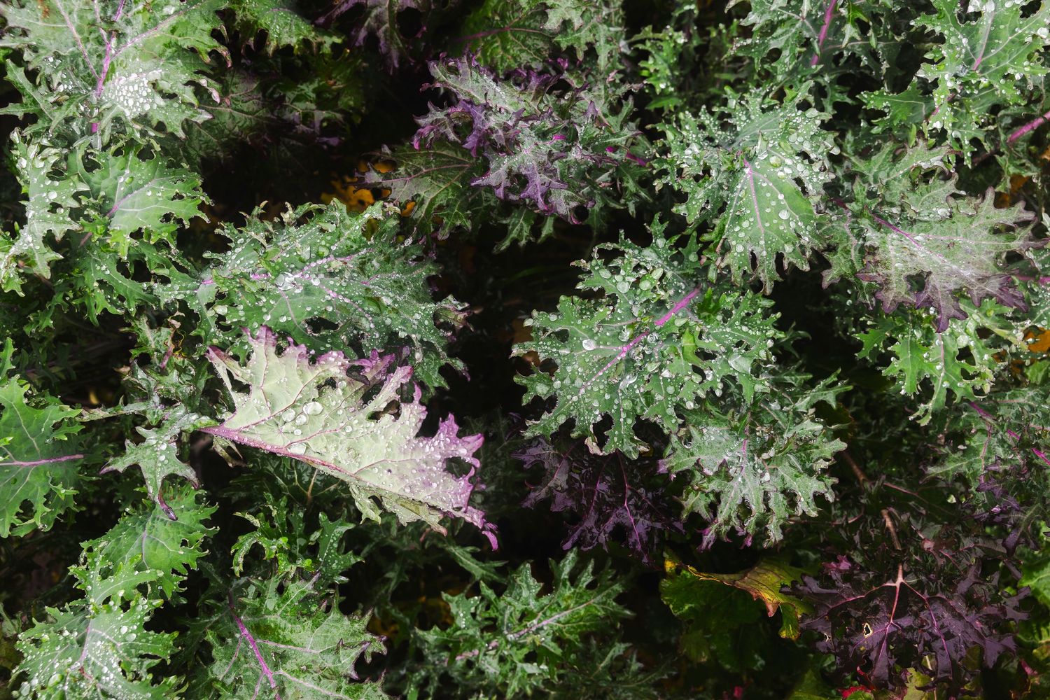 Close-up view of dusty miller plant leaves showing silvery-gray foliage and delicate feathery texture in a garden setting.