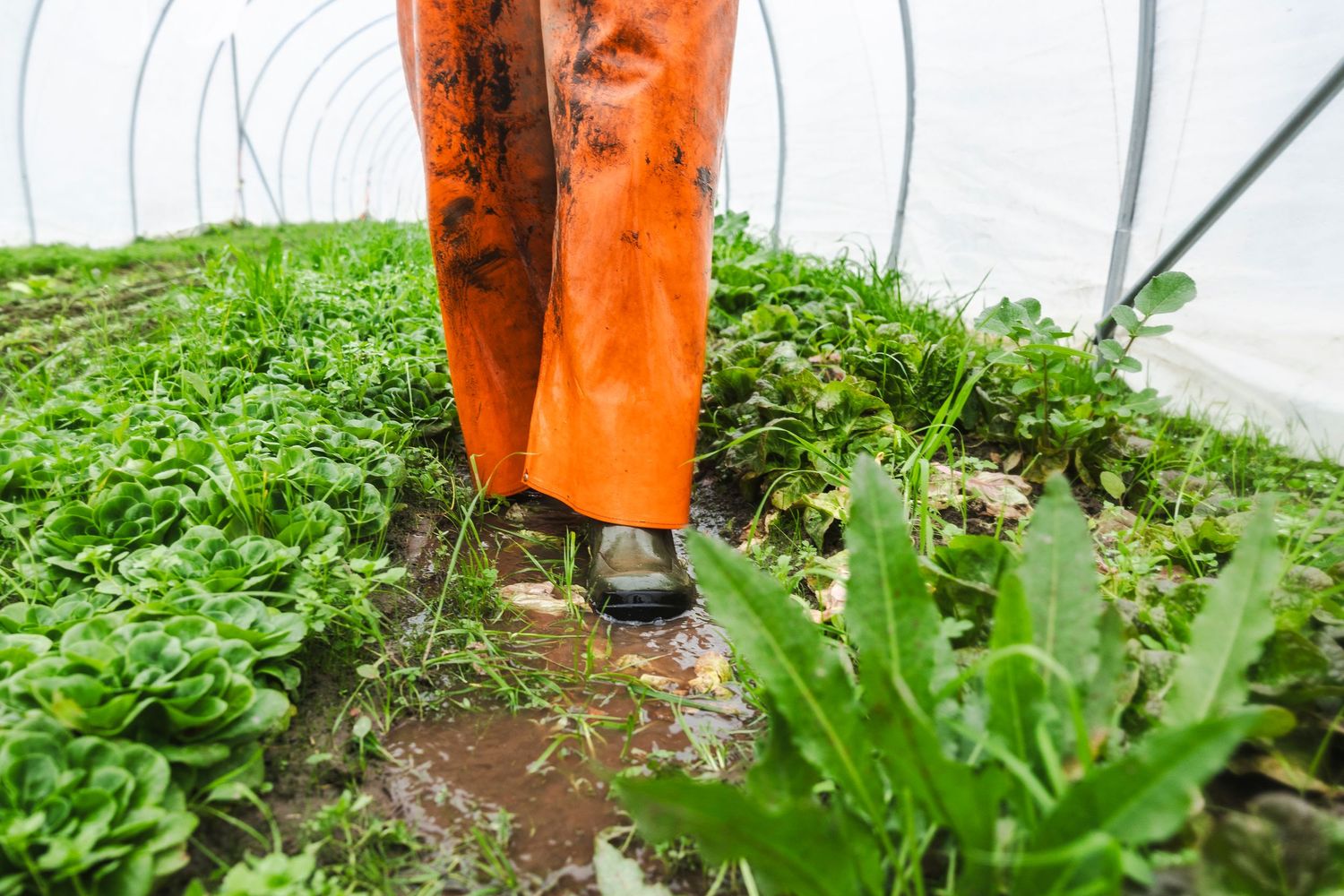 Orange robotic arm moves precisely through rows of leafy green plants in a hydroponic growing facility.
