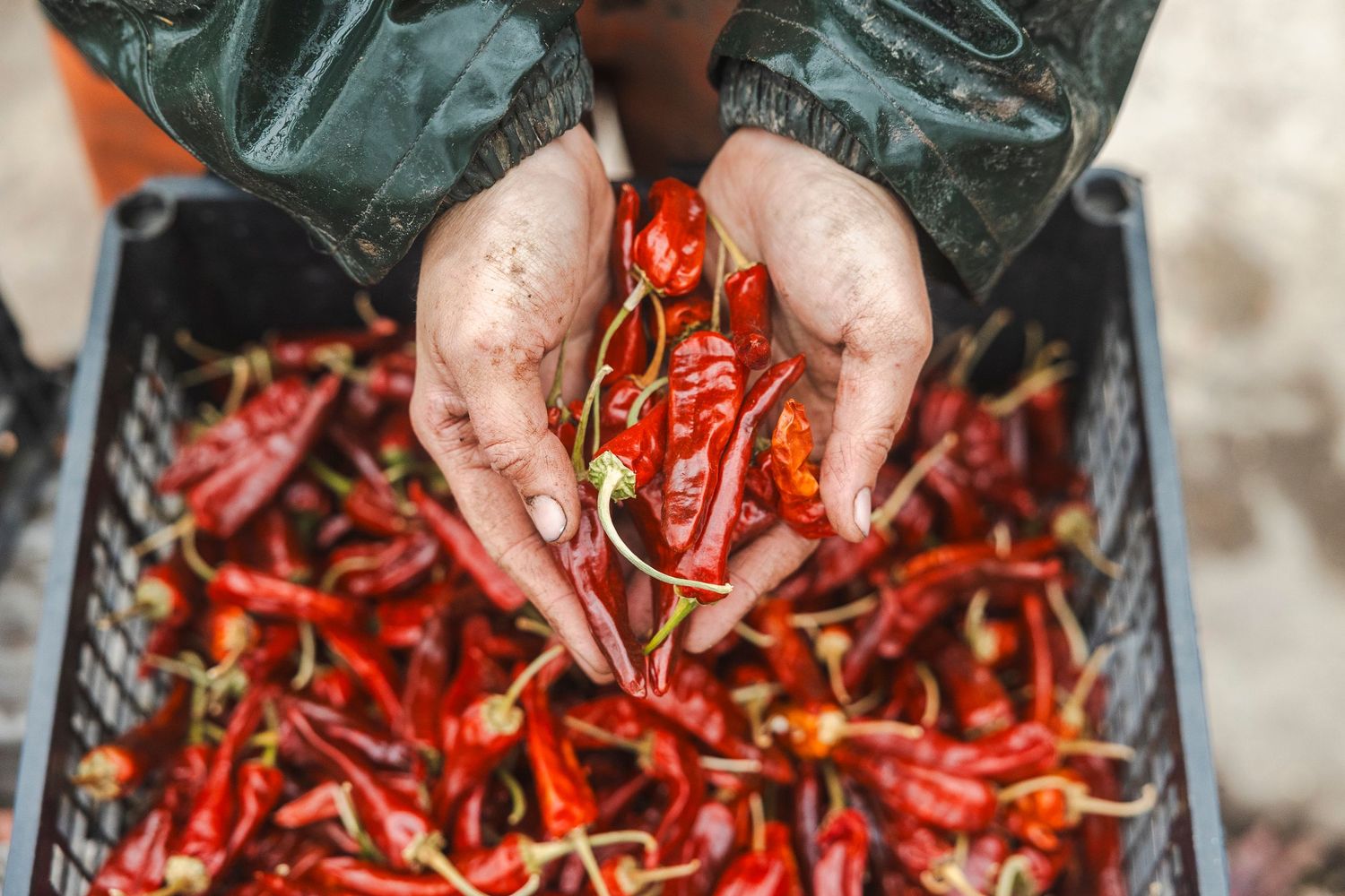 Hands sorting through bright red chili peppers at a market or food processing facility.