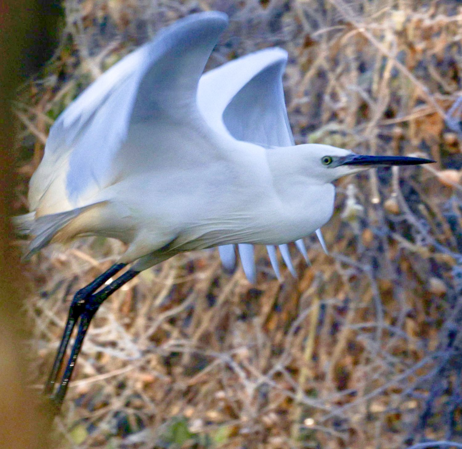 A graceful white snowy egret spreads its wings in flight against a blurred natural background.