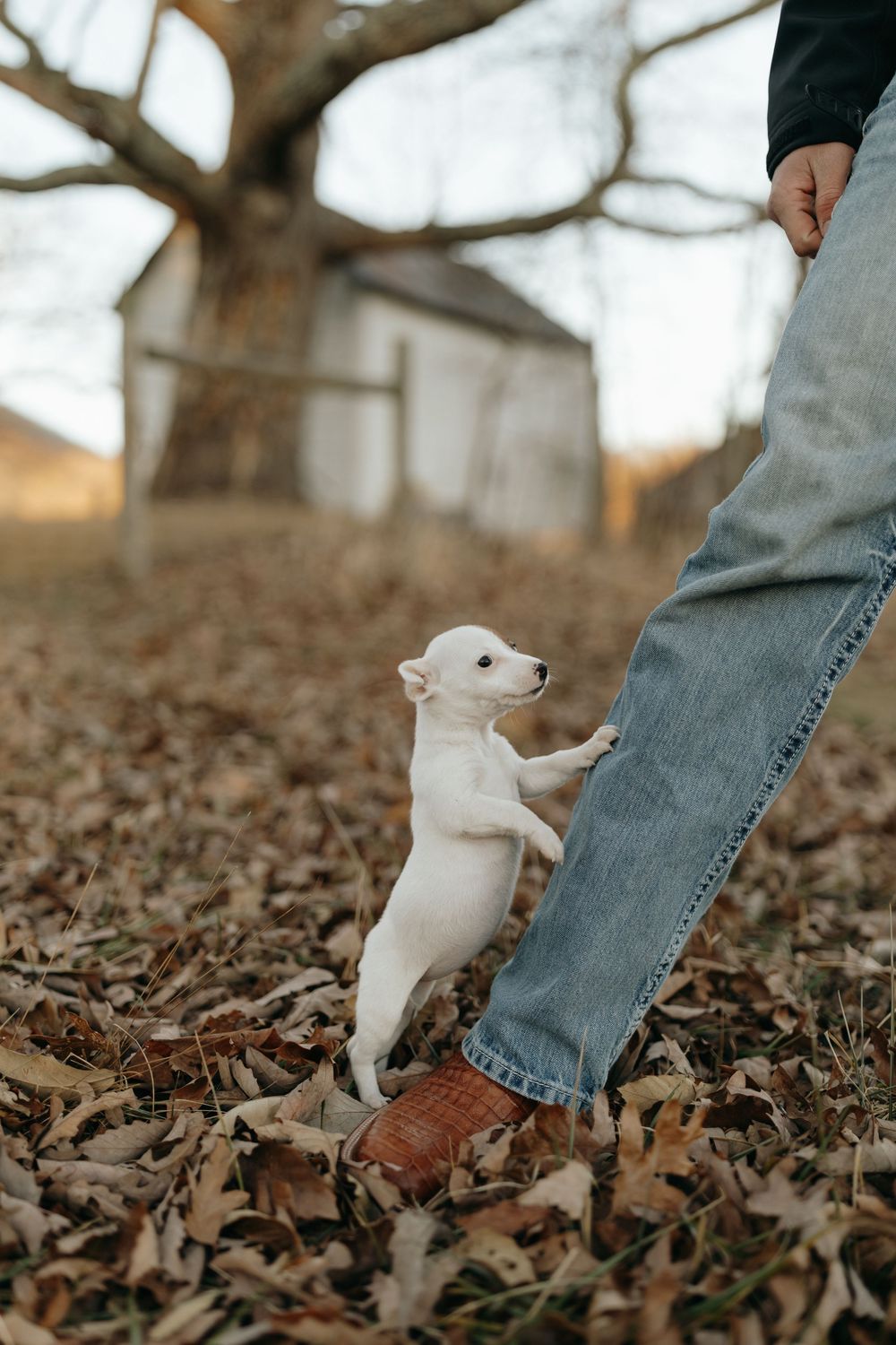 Small white kitten playfully bites at person's jeans while walking through fallen autumn leaves.