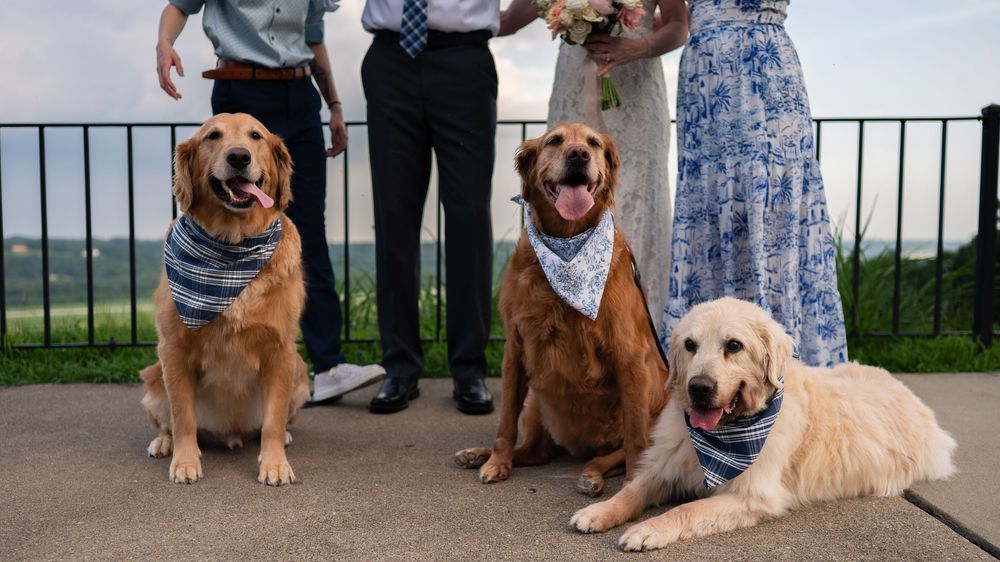 Three golden retrievers wearing bandanas pose with a wedding couple outdoors at a scenic venue.