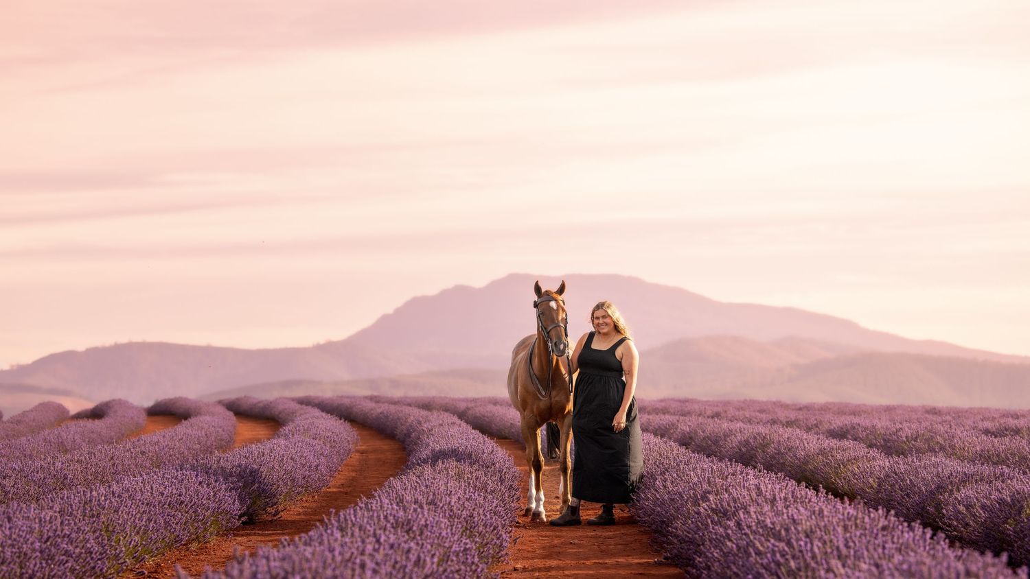 Rolling hills of blooming purple lavender fields stretch towards distant mountains at sunset.