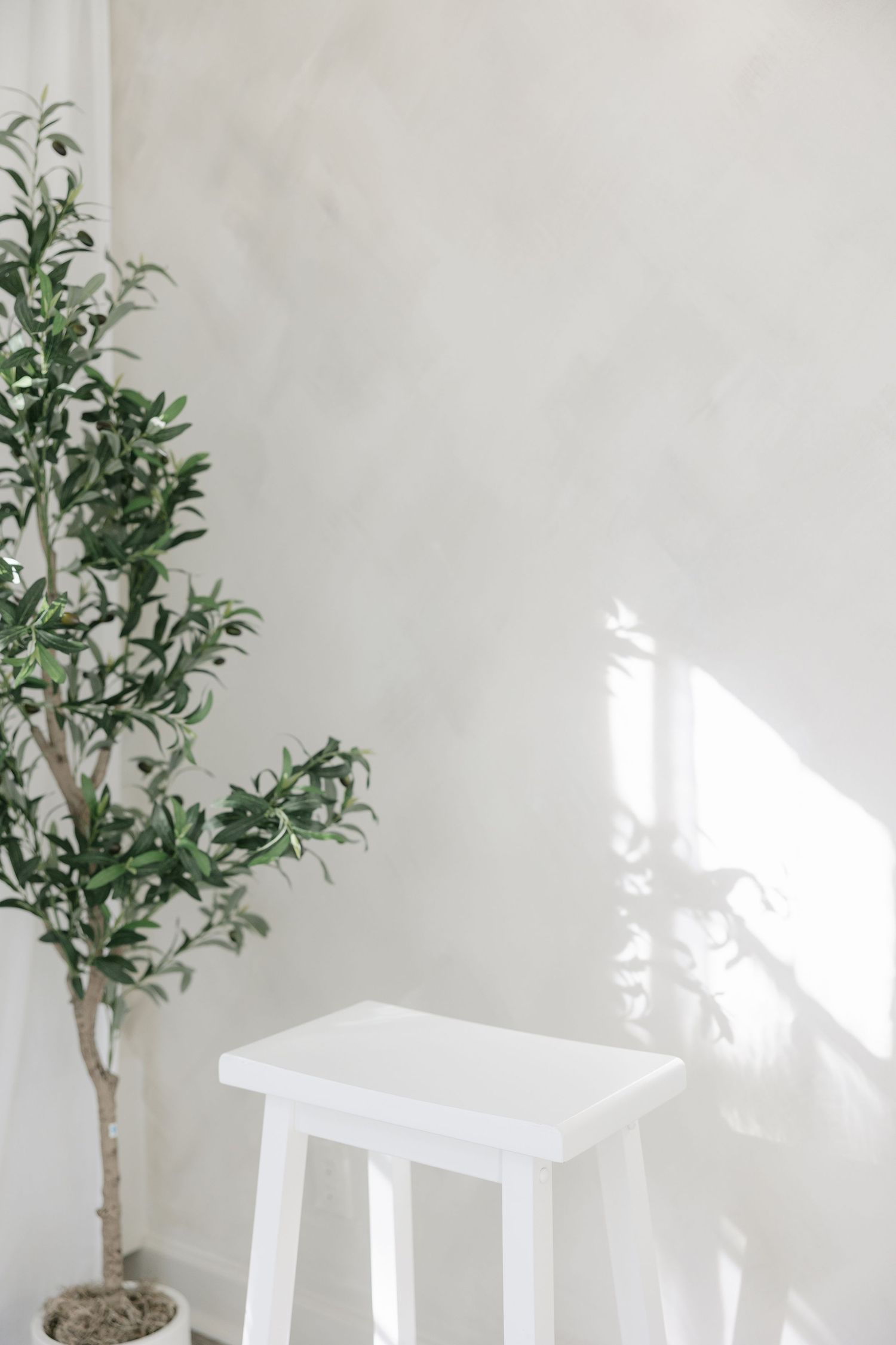 Minimalist white interior scene with a potted green plant casting shadows on a light wall.