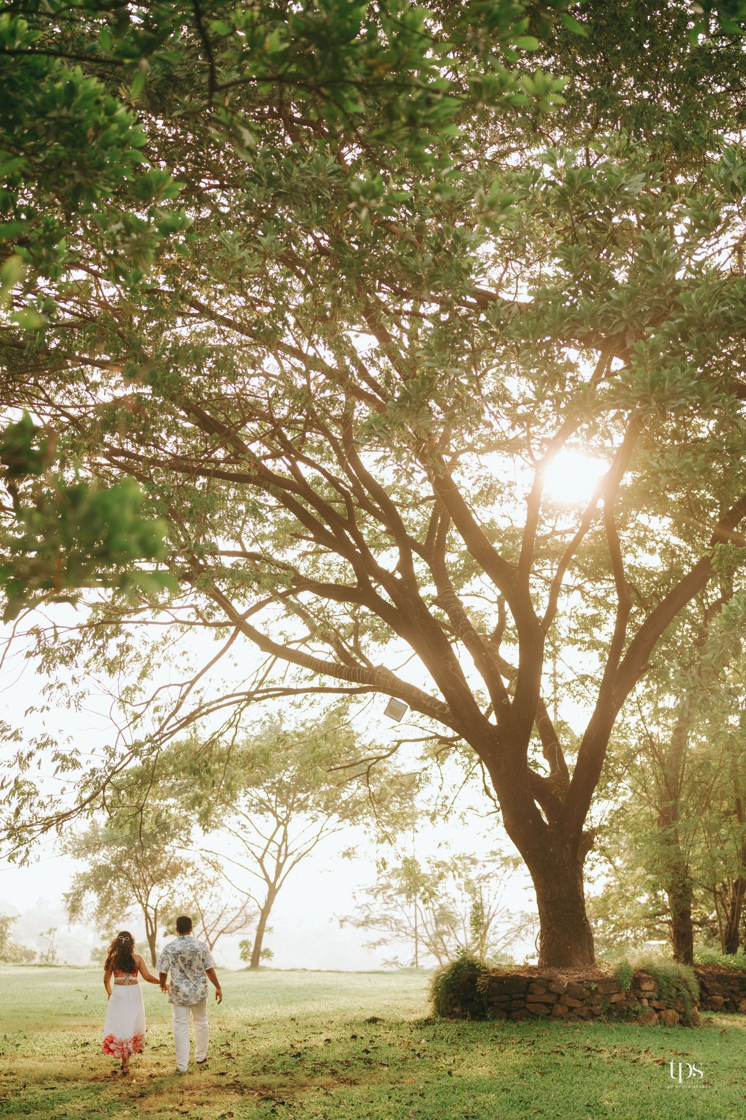 A couple walks hand in hand beneath a large tree during golden hour.