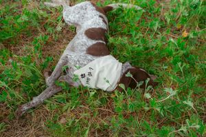 A black and white spotted dog lies on the ground surrounded by green grass and vegetation.