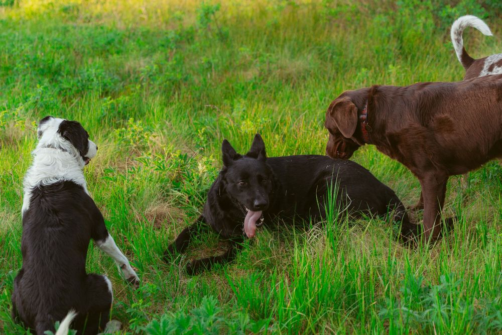 Dog and calf nose-to-nose in green grass field showing interspecies bond and curiosity.