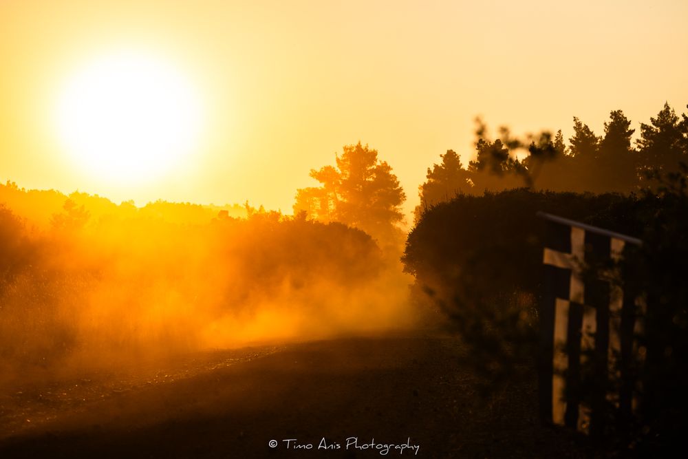 A dramatic golden sunset silhouettes tall evergreen trees against an orange sky in a panoramic nature scene.