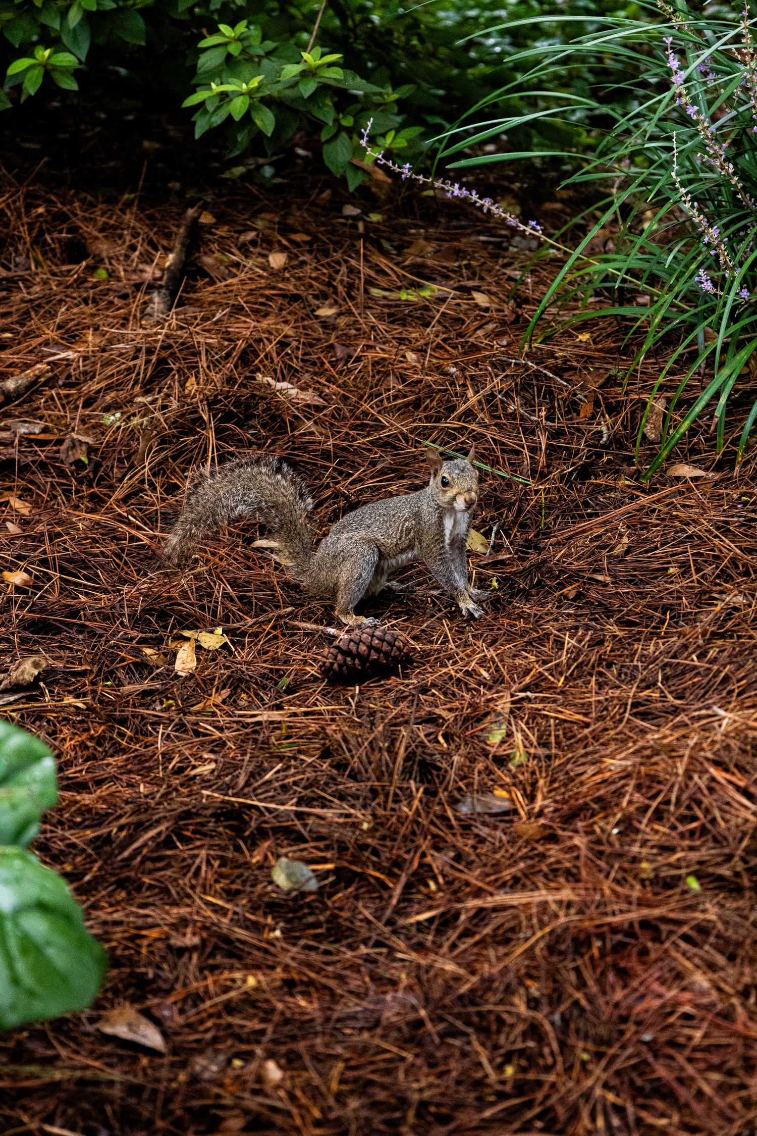 A gray squirrel forages through brown pine needle mulch in a garden setting, searching for food among fallen leaves.